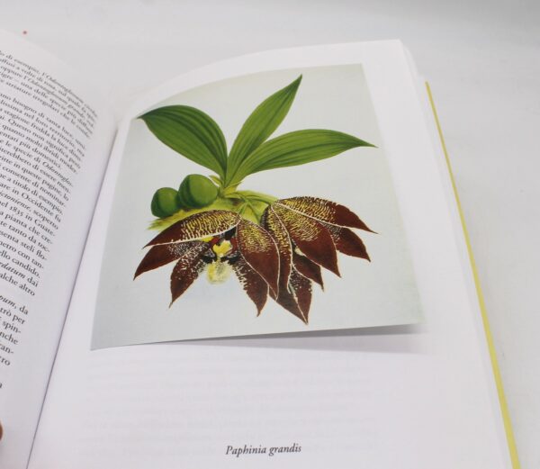 Libro "Il fiore degli dei. L'orchidea dal mito alla storia" di Luigi Berliocchi - Image 4