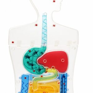 Modello anatomico del sistema digestivo umano